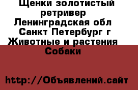 Щенки золотистый ретривер - Ленинградская обл., Санкт-Петербург г. Животные и растения » Собаки   